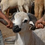 مطالب برلمانية بإقرار عطلة استثنائية لموظفي القطاعين العام والخاص بمناسبة عيد الأضحى