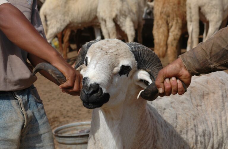 مطالب برلمانية بإقرار عطلة استثنائية لموظفي القطاعين العام والخاص بمناسبة عيد الأضحى